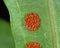 Macro Photo of Fern Spores on Leaves