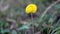 Macro photo flower of a peanut pinto ornamental plant