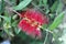 Macro Photo of a Flowering Branch of a Crimson Bottlebrush Tree