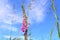 A macro photo of a flowering Foxglove plant Digitalis against bright blue sky. Soft natural colours.