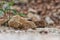 Macro photo of a fly on a rock with blurry background