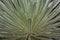 Macro photo of frailejon plant leaves with rain drops at south american paramo