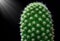 Macro photo fresh green cactus in pot ,decoration outside flower with black background