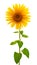 Macro photo front view sunflower on white isolated background