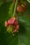 Macro photo of the fruit in formation (tail, sepals, stamens, fruit) Prunus Cerasus