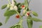 Macro photo of fruits on a Ashwagandha plant, Withania somnifera