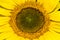 Macro Photo of a Giant Sunflower