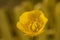 Macro Photo of Golden Buttercup Anthers