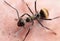 Macro Photo of Golden Weaver Ant on The Floor