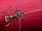 Macro Photo of Golden Weaver Ant or Polyrhachis Dives on Red Lea