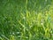 Macro photo of grass with dazzling water drops in the morning