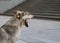 Macro photo of a gray portrait dog