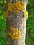 Macro photo of gray and yellow lichen on the bark