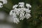 Macro photo of greater burnet-saxifrage, Pimpinella major