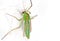 Macro Photo of Green Crane Fly on White Wall with Copy Space