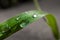 Macro photo of green grass with drops of water from the morning dew