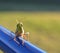 Macro photo of a green grass hopper on a blue pole looking at the camera with a green background