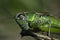 Macro photo of green grasshopper. Summer meadow with insect