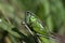 Macro photo of green grasshopper. Summer meadow with insect