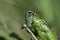 Macro photo of green grasshopper. Summer meadow with insect