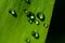 Macro photo of green leaf with many rain water drops on bright sunlight