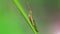 macro photo of a green and pink colorful locust climbing a blade of grass. grasshoppers are orthoptera family