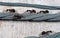 Macro Photo of Group of Black Garden Ants on Nylon Rope