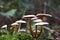 Macro photo of a group of mushrooms in the forest on a mossy background