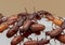 Macro Photo of Group of Sawtoothed Grain Beetle on White Plastic Box