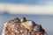 Macro photo of a group of seashells lying on the rocky beach