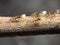 Macro Photo of Group of Tiny Ants Carrying Pupae and Running on