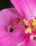 Macro Photo of Group of Tiny Ants on Pink Petal Flower