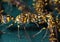 Macro Photo of Group of Wasps on Blue Green Metal Material