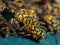 Macro Photo of Group of Wasps on Turquoise Floor