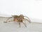 macro photo of a hairy brown wolf spider inside a house