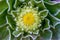 Macro photo of hairy cactus flower