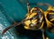 Macro Photo of Head and Antenna of Wasp on Blue Green Metal Material