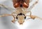 Macro Photo of Head of Beetle on White Floor