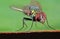 Macro Photo of Head of Blow Fly on Green Leaf