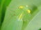 Macro Photo of Head of Praying Mantis on Green Leaf