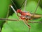 Macro Photo of Head of Small Insect on Green Leaf