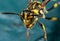 Macro Photo of Head of Wasp on Turquoise Floor