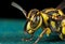 Macro Photo of Head of Wasp on Turquoise Floor