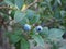 Macro photo of home bluberry garden