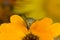 Macro photo of a horsefly on a yellow flower.