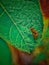 Macro Photo of Housefly on green leaf.