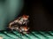 Macro Photo of Housefly Mating on Nylon Rope  on Background