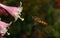 A macro photo of a Hoverfly hovering near a beautiful white and pink flower