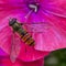 Macro photo of a hoverfly sitting on a red flower