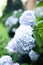 Macro photo of hydrangea flower. Details of blue petals. Beautiful colorful blue texture of flowers. Hydrangea